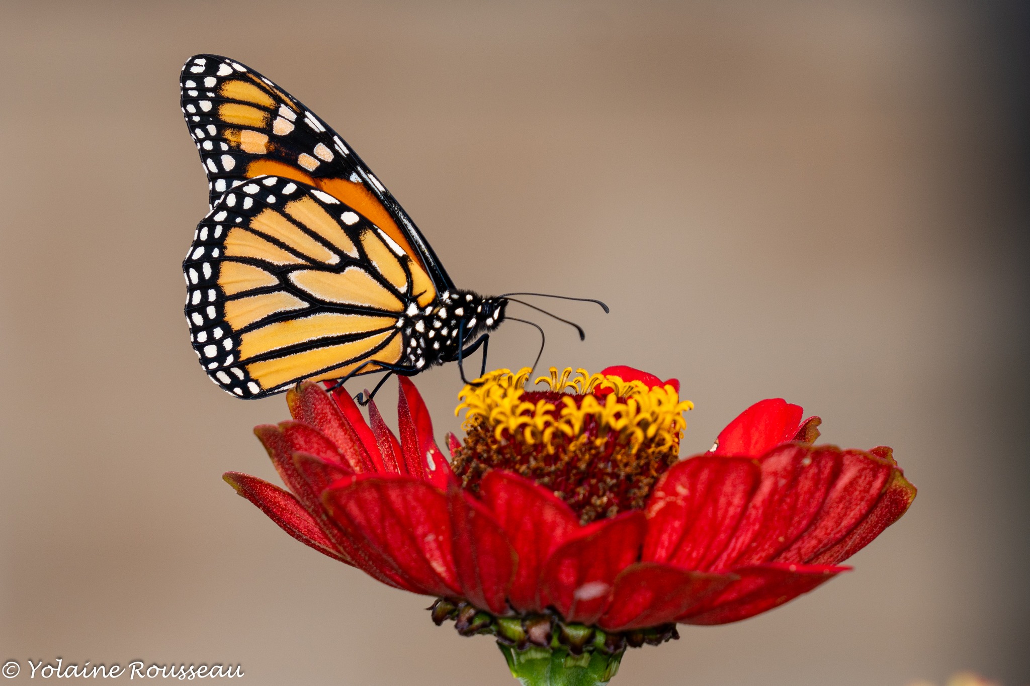 Papillon monarque - visuel PasyoScience