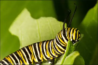 Chenille de monarque sur asclépiade