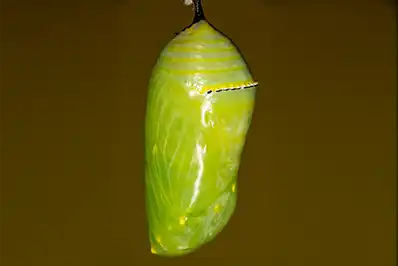 Chrysalide de monarque