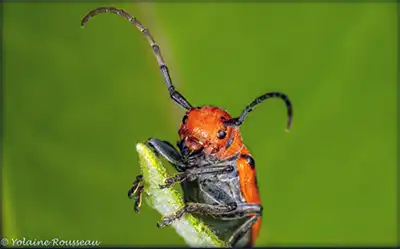 Abeille butinant - Biodiversité