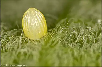 Photographie macro d'un œuf de monarque par Yolaine Rousseau