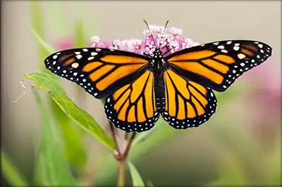 Émergence d'un papillon monarque