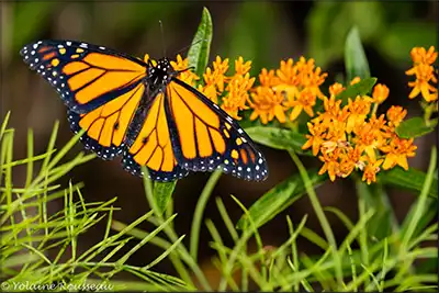Papillon monarque sur asclépiade tubéreuse
